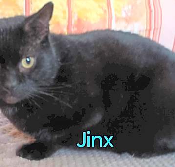 Photo of Jinx needs a home