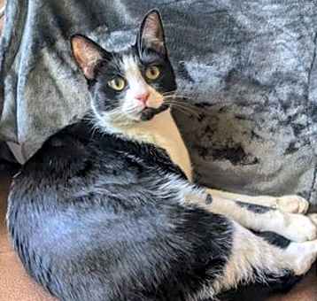Photo of MIDGE - Offered by Owner - Sweet and Young