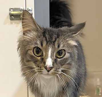 Photo of Cat-Paisley