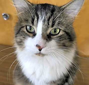 Photo of Handsome Hank