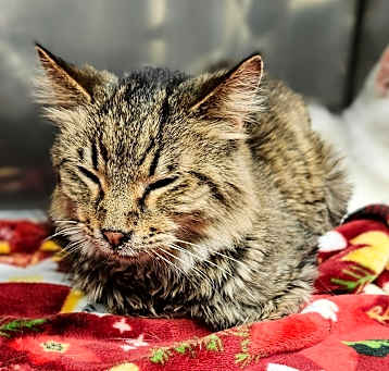 Photo of Murphy