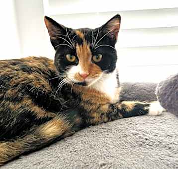 Photo of Fia (Bonded with Rocco)
