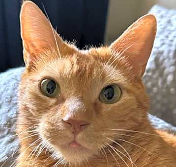 Photo of Milo