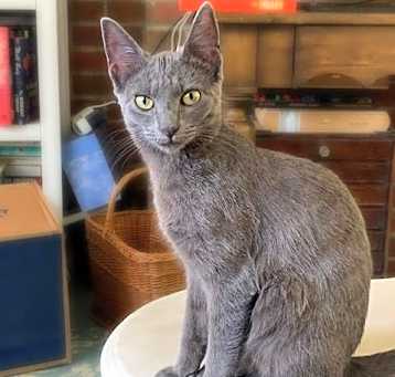 Photo of *Olive