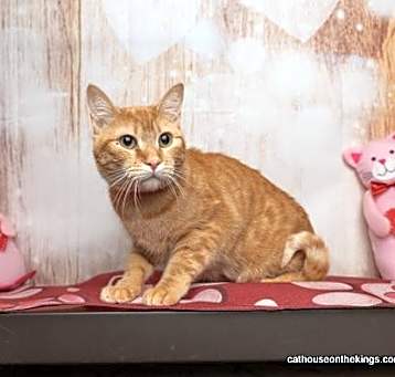 Photo of Tawny