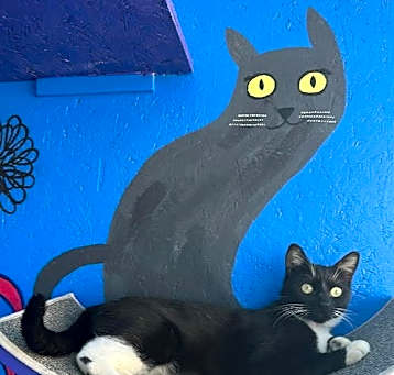 Photo of Teedo