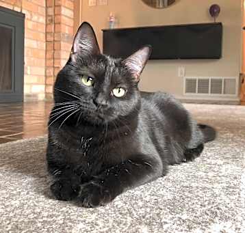 Photo of Lucy Goose 7536