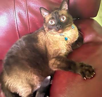 Photo of Jinx