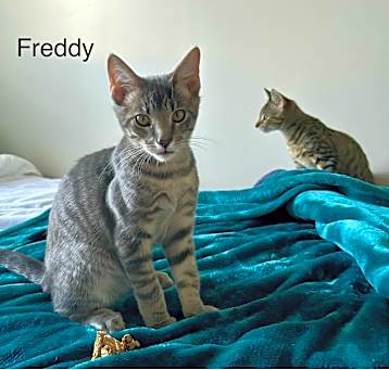 Photo of Freddie
