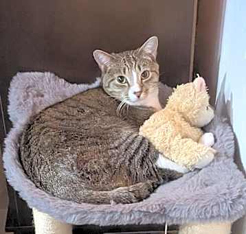 Photo of cat