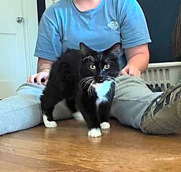 Photo of Shaggy ( the Manx)