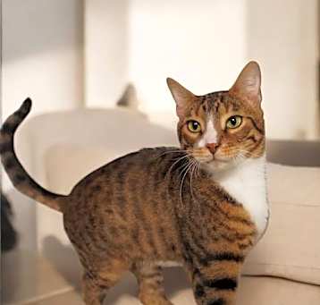 Photo of Thor