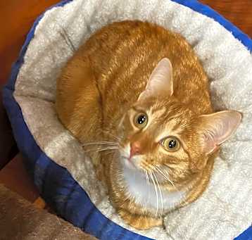 Photo of Cheerio