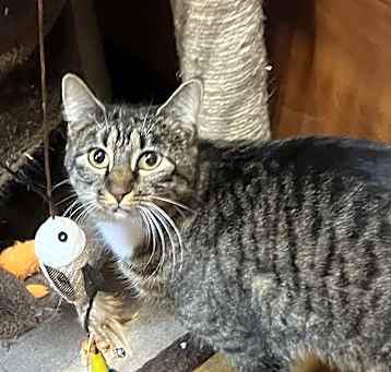 Photo of Mabel (bonded to Cheerio)