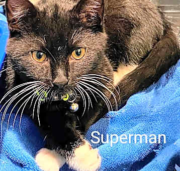 Photo of Superman