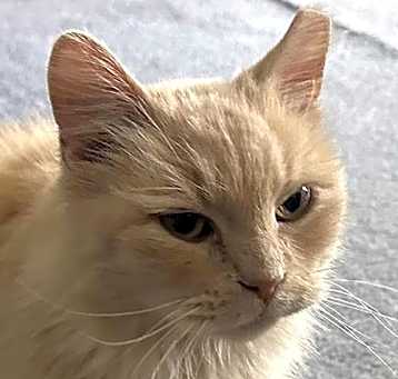 Photo of Gulliver
