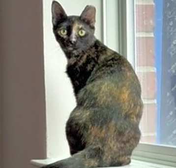 Photo of Silky Serena - Super Sweetie