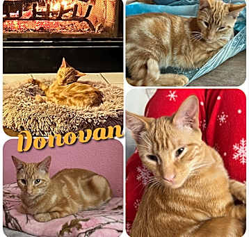 Photo of Donovan