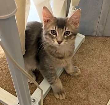 Photo of Lulu