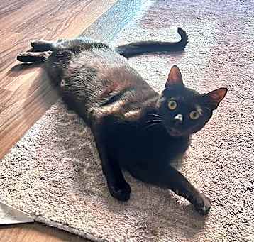 Photo of Chip