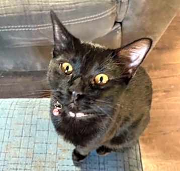 Photo of Boo