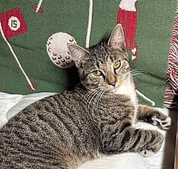 Photo of Tiger - Bengal Tabby Cat