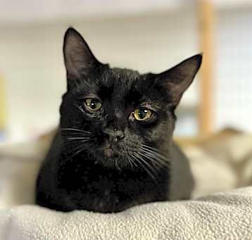 Photo of Uno