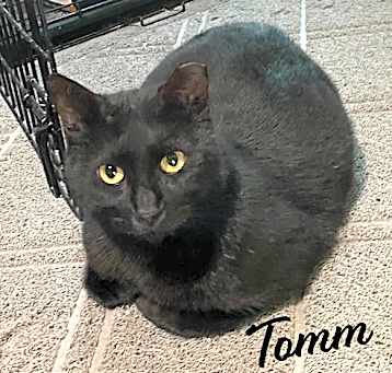 Photo of Tomm #3-mousketeers