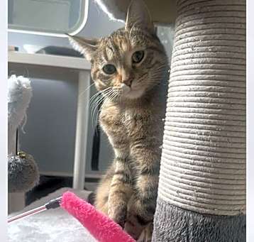 Photo of Ophelia