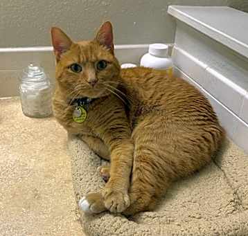 Photo of Wren