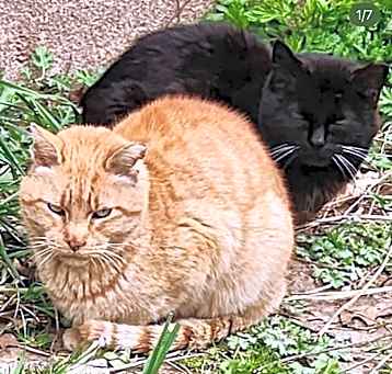 Photo of Panther & Tiger
