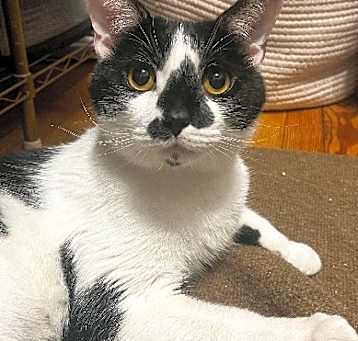 Photo of Chaplin