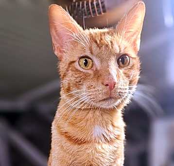 Photo of Chester
