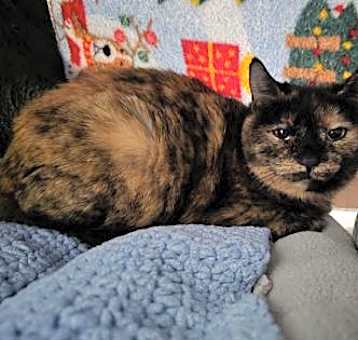 Photo of Tortilla