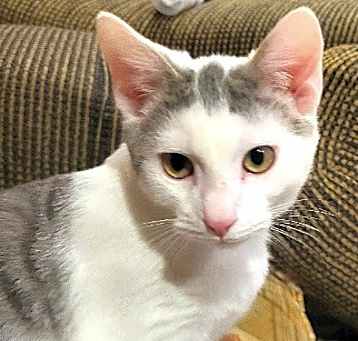 Photo of Cattillac