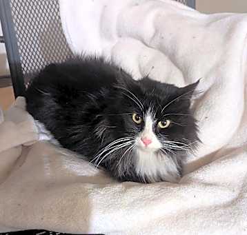 Photo of Tuxie