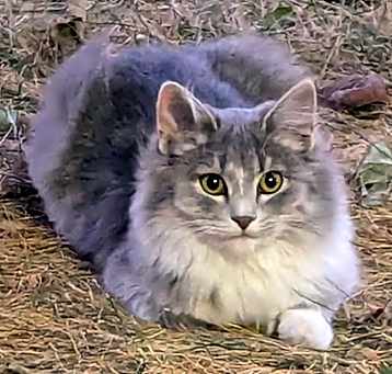 Photo of Willow