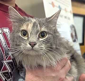 Photo of Ember