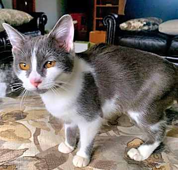 Photo of KITTEN LIZZIE