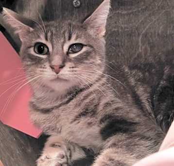 Photo of Ovie (bonded to Jitterbug)