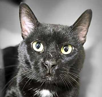 Photo of Pepper