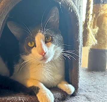 Photo of Murdock/Cat