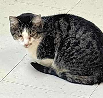 Photo of Rowdy