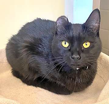 Photo of Phantom