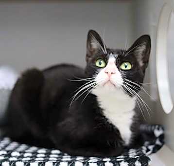 Photo of Domino