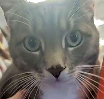 Photo of Talon