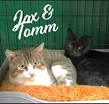 Photo of Tomm & Jax #bonded-brothers