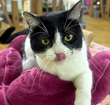 Photo of Checkers