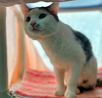 Photo of Linus - Available in Foster
