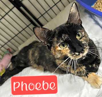 Photo of Phoebe